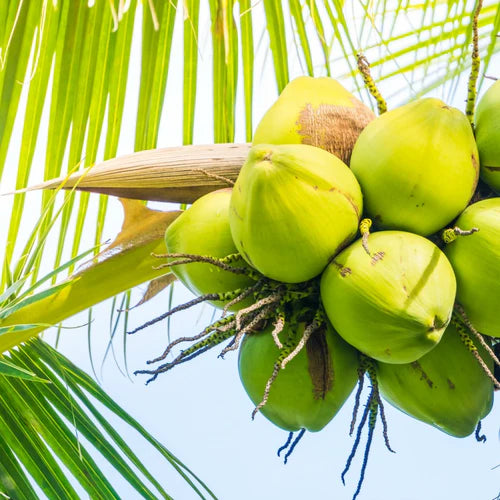 The Ultimate Rehydration: Discover the Unmatched Benefits of Tender Coconut Water